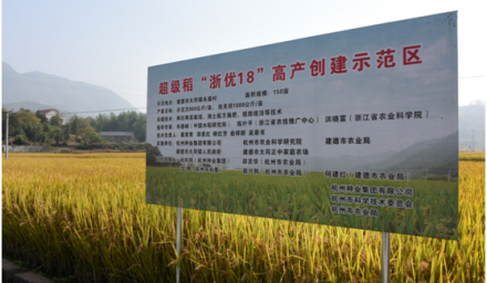 304永利水稻高产攻关亩产突破千公斤