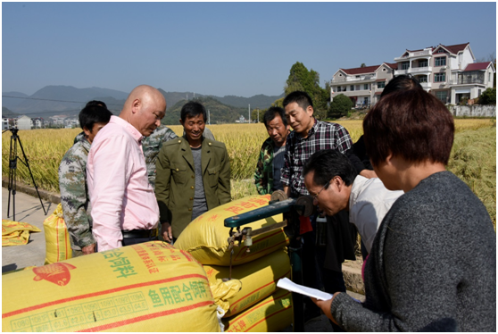 304永利水稻高产攻关亩产突破千公斤2.png