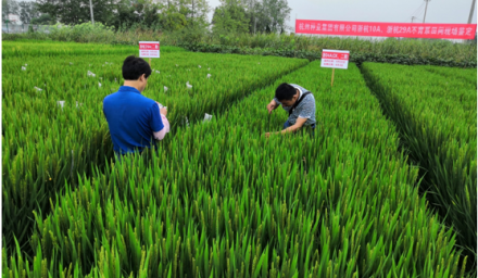 304永利自创3个粳稻不育系通过品审委现场鉴定