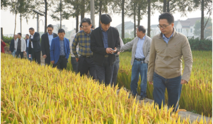 304永利晚粳稻新品种综合性状表现抢眼