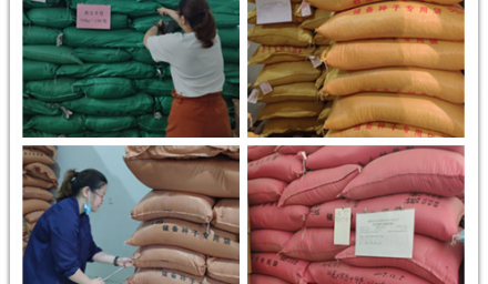 304永利“一严两勤”抓实抓细储备种子管理