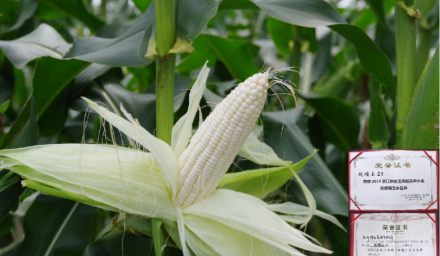 304永利3品种新晋浙江省种植业主导品种