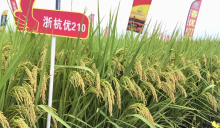 “浙杭优210“闪耀2024浙江·长江下游水稻新品种大会，浙杭优系列籼粳杂交稻再获推荐