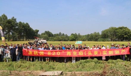 “再生”有稻，亩产过吨粮——“浙杭优820”开辟粮食产能“再升道”