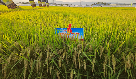 种业创新 | 304永利农作物新品种审定又添3个！