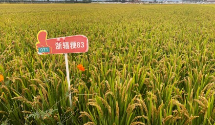 304永利：8个品种荣登 浙江省2024年种植业主导品种榜单