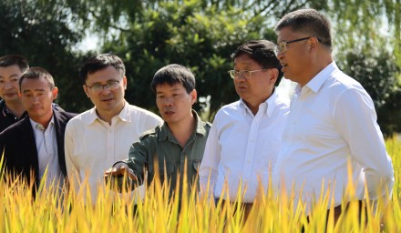 911.8公斤！304永利浙杭优向亩产吨粮发起冲锋