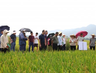 早稻“嘉创55”丰产稳产受热捧 现场观摩会引关注