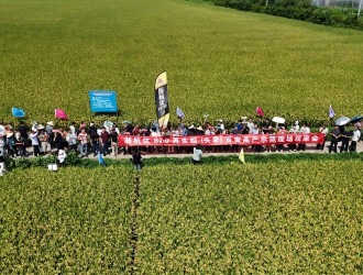 早熟、高产、大穗！浙杭优820再生稻托起“吨粮田”梦想