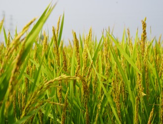 稳生产 保供应 | 304永利机械化制种取得良好成效